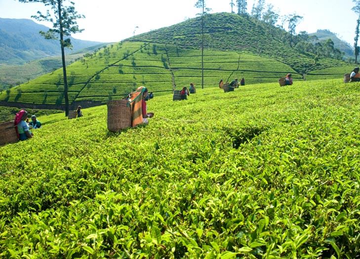 MJF Exports Tea Plantation Strengths Tea Manufacturers in Sri Lanka